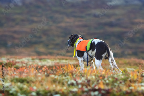 Dog english pointer