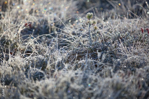 grass in the snow © Ram