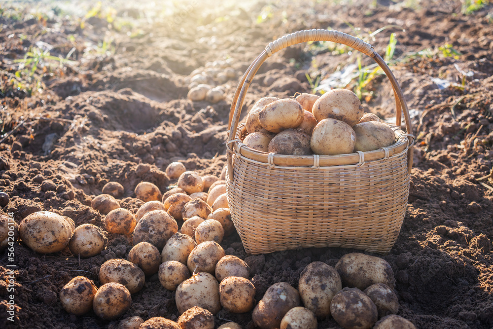 Fresh potatoes in a bamboo basket in field. Harvesting organic potatoes.