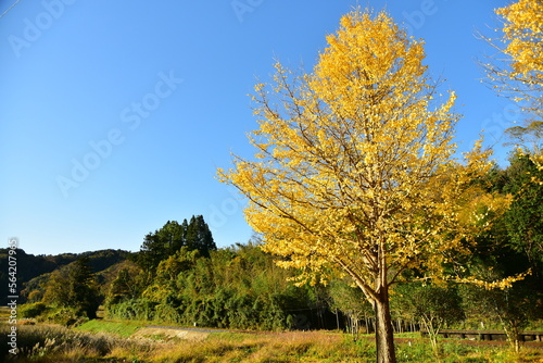 小湊鉄道大久保駅近くの美しいいちょうの木