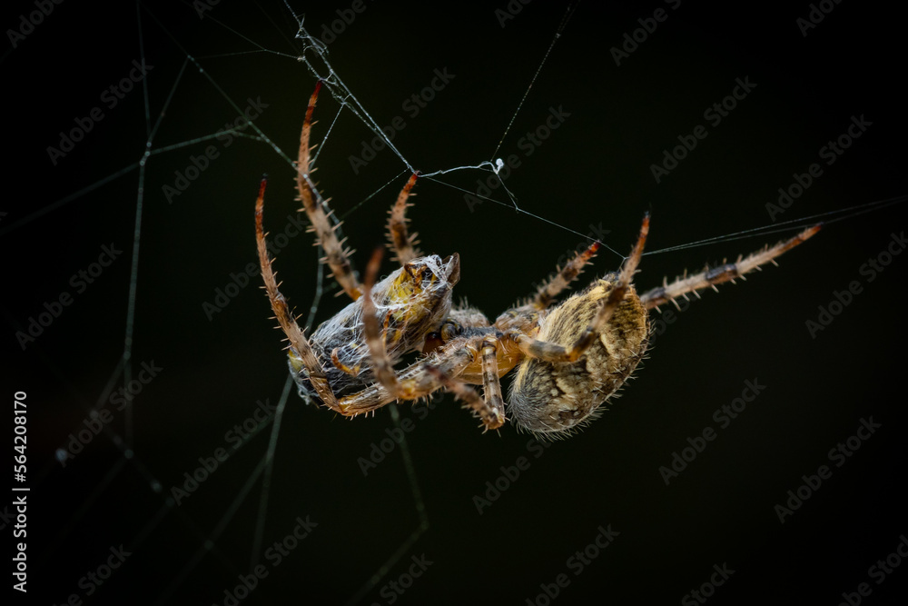 macro shot Black cross spider Araneus diadematus commonly known as European garden spider in the wild caught a wasp in its web and has cocooned it before taking the insect away and eating it macro shot Black cross spider Araneus diadematus commonly known as European garden spider in the wild caught a wasp in its web and has cocooned it before taking the insect away and eating it