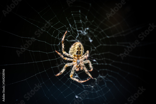 macro closeup shot Black cross spider insect Araneus diadematus commonly known as European garden spider in the wild in its web nest