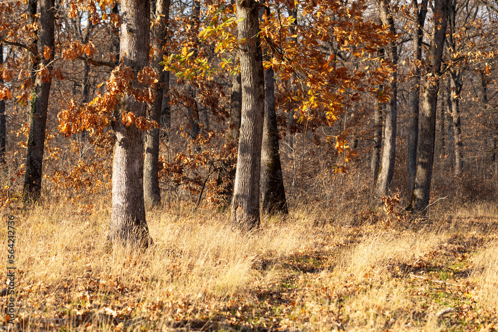 Obraz premium Autumn in the forest