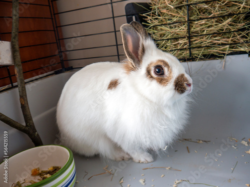 Domestic decorative white fluffy rabbit with long upright ears in its cage with feeding plate and hay side view