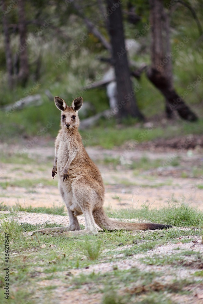 Kangaroo, Australia Kangaroo, Australia