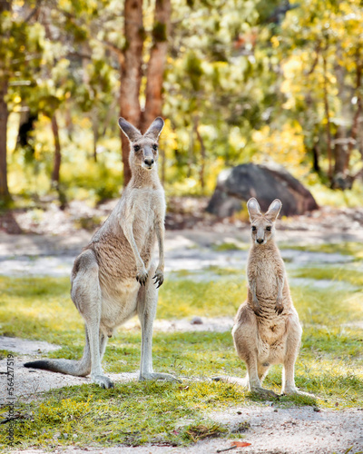 Kangaroos, Australia