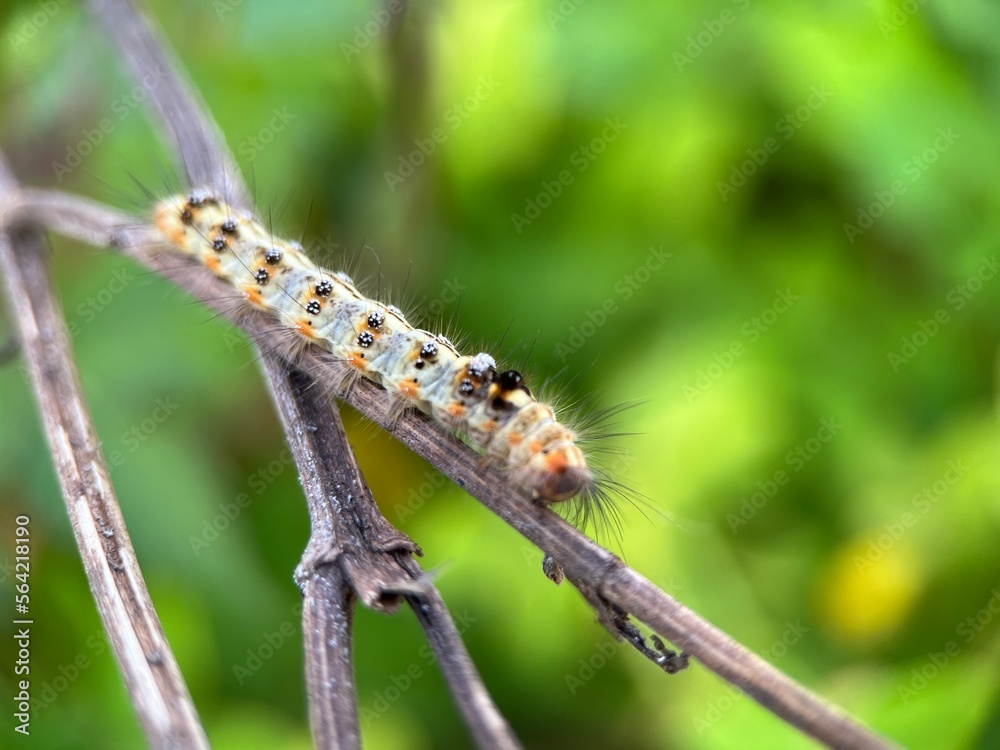 Selective focus view moth caterpillar walking on wood branch with blurred background. Macro photography.