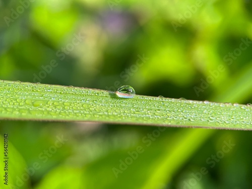 Selective focus view of beautiful water droplet on a green leaf with blurred background. Macro photography.
