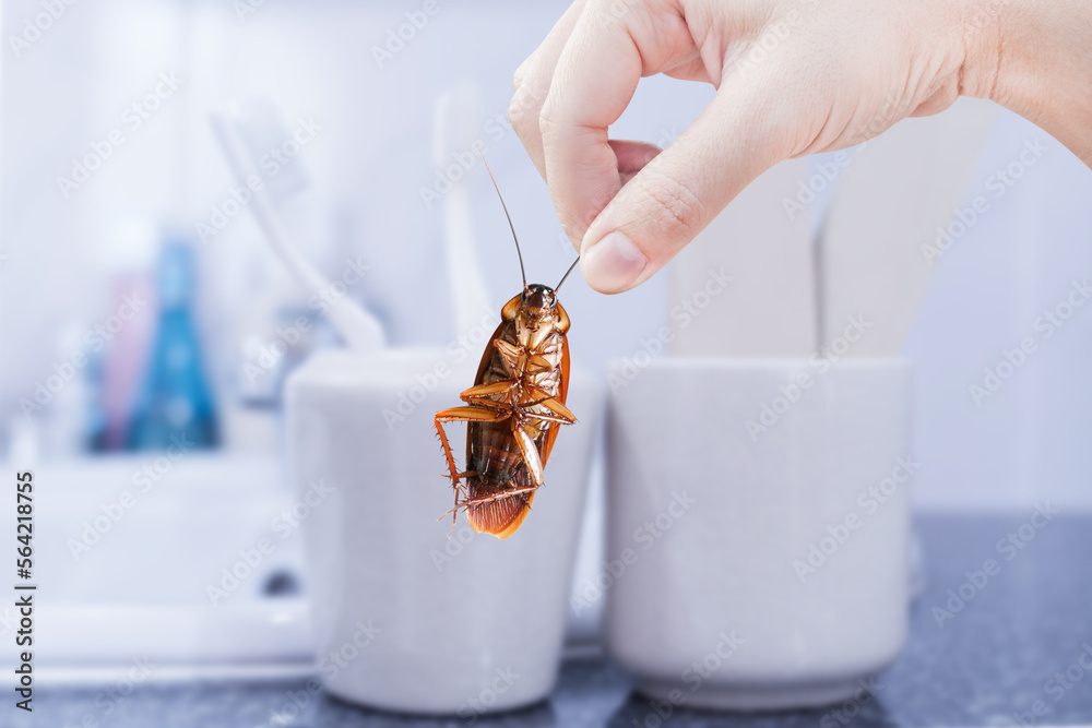 Hand holding cockroach with restroom bathroom background, eliminate ...