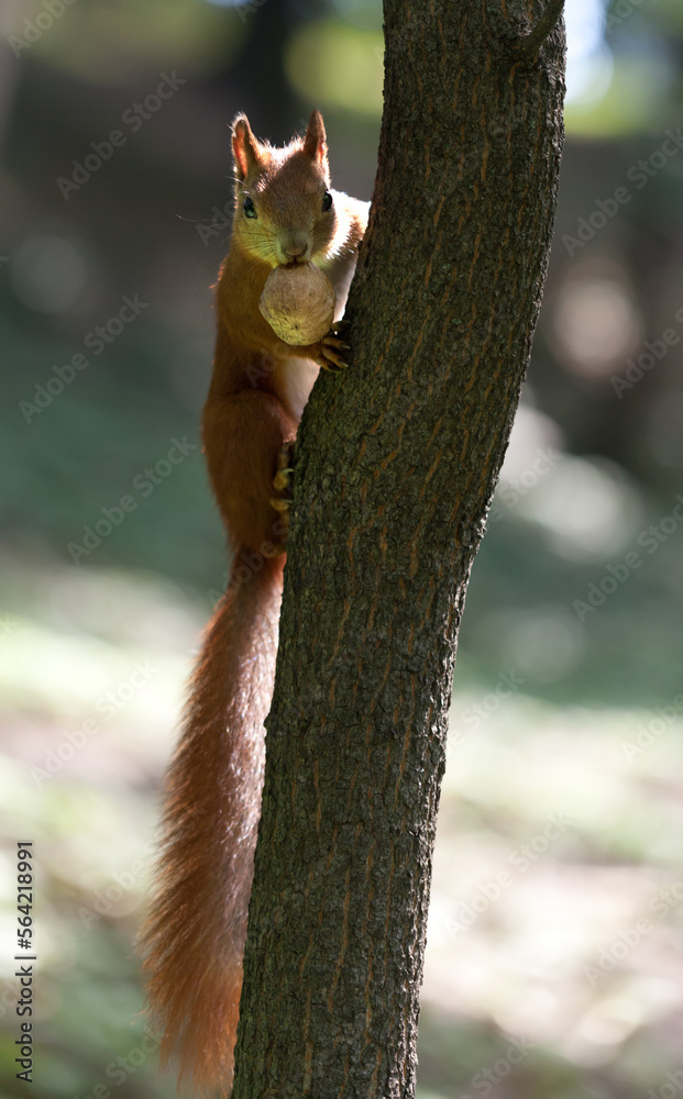 Red squirrel on tree with walnut in mouth