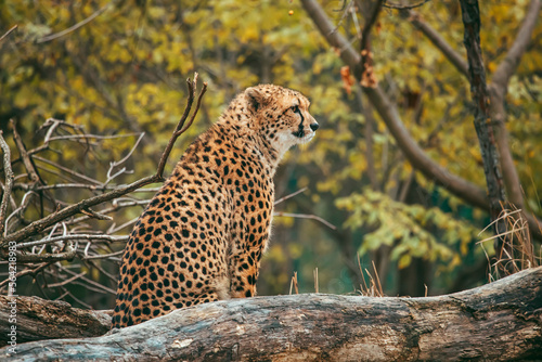 Sitzender Gepard in Seitenprofil