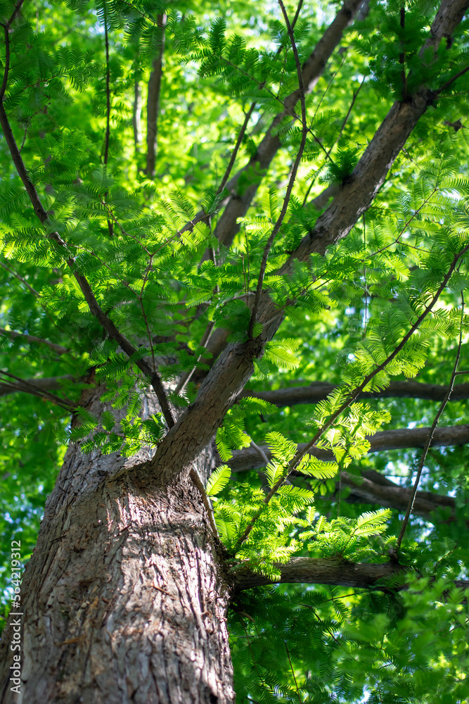푸른 녹색이 가득한 나무와 봄