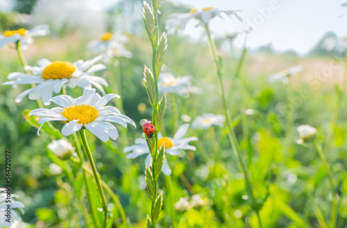 Fototapeta Naklejka Na Ścianę i Meble -  ladybug on chamomile flower close up, green natural blurred background. spring summer season. symbol of purity freshness nature, organic, ecological life. beautiful nature scene. copy space. High