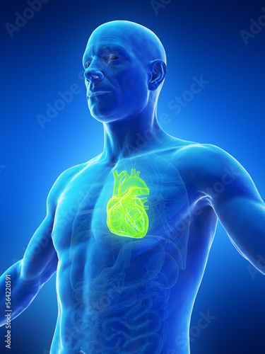 3D Rendered Medical Illustration of a man's heart photo