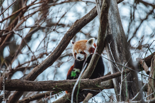 Roter Panda klettert in den Bäumen