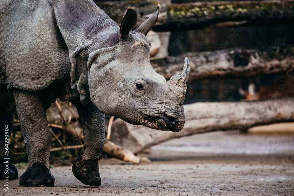 Panzernashorn im seitlichen Profil Panzernashorn im seitlichen Profil