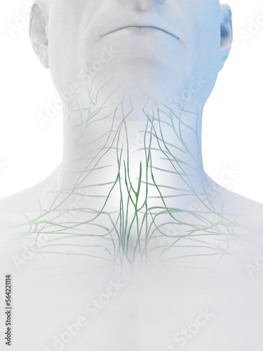 3D Rendered Medical Illustration of a man's lymphatics photo