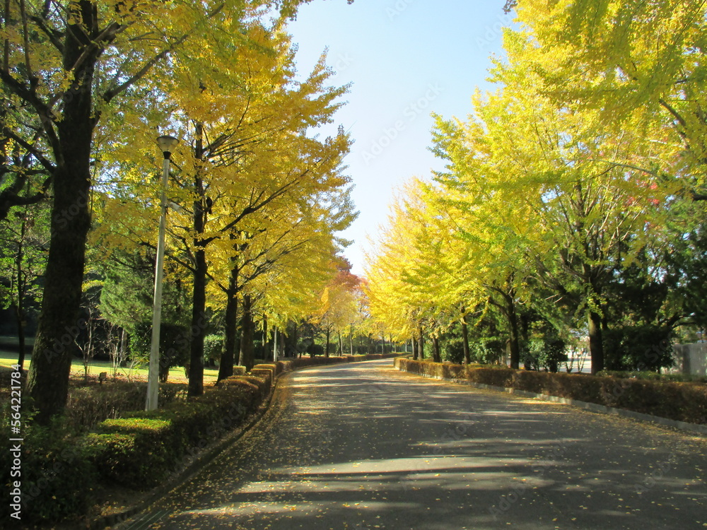 日本の秋、黄色く色付いた銀杏の並木道の風景