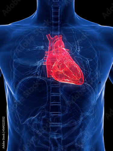 3D Rendered Medical Illustration of a man's heart photo