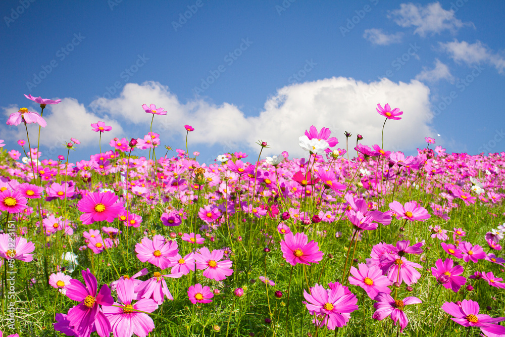 Sweet cosmos flower on blue sky background with soft clouds
