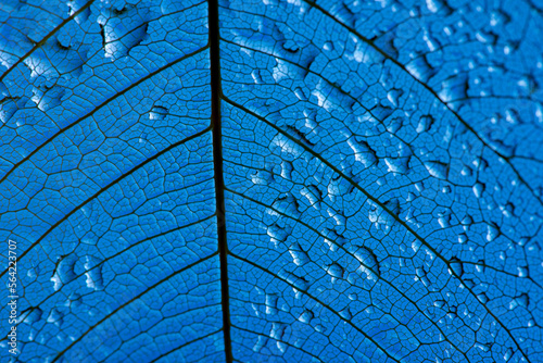 dewy leaf texture, leaf background with veins and cells - macro photography