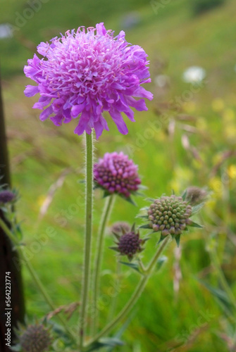 fiore di montagna