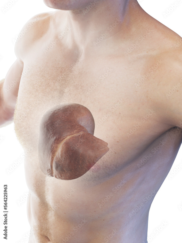 Fototapeta premium 3D Rendered Medical Illustration of a man's liver