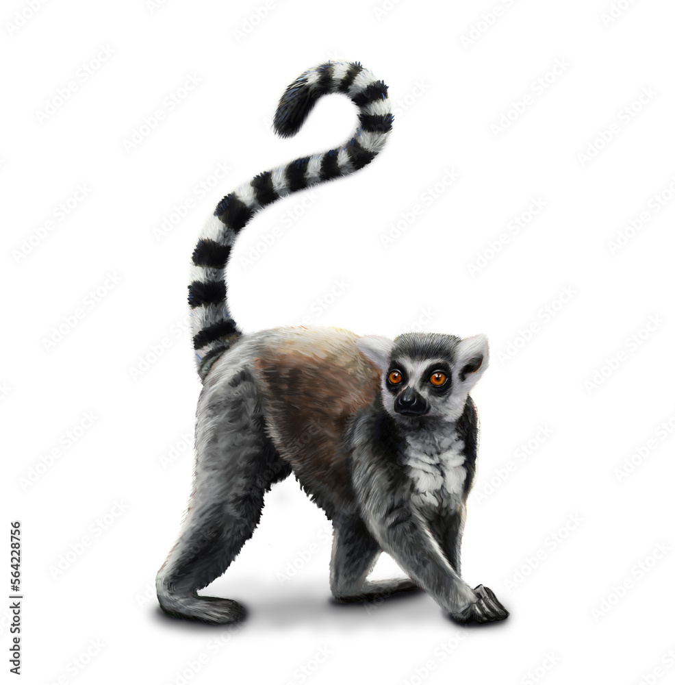 Realistic digital painting of a Lemur. Wild animal face. Raster African Madagascar cute dancing lemur head portrait. Realistic fur portrait of Sifaka Lemur isolated on white background.