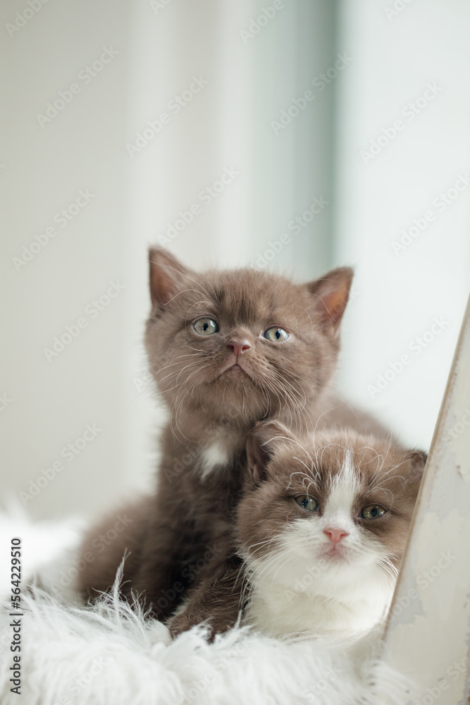 süßes Kätzchen, Wohnungskatze auf Stuhl