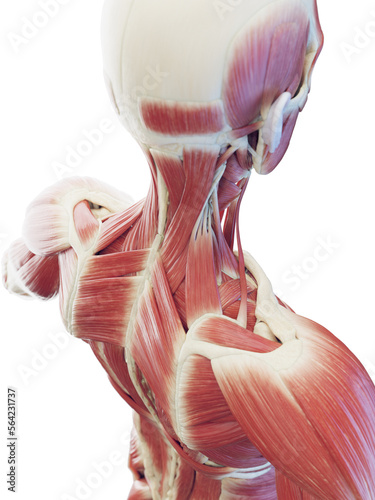 3d medical illustration of man's deep neck and back muscles photo