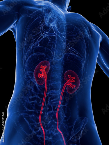 Photography 3d medical illustration of a man's urinary system