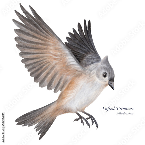Tufted Titmouse illustration. Hand drawn grey little bird. Bird in flight © inna72