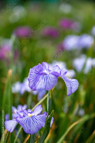 Japanese iris flowers in the park , blue iris flowers , 
 kagawa, shikoku, japan photo