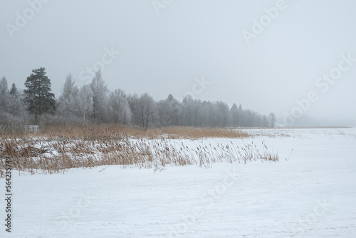 Foggy frozen Winter lake landscape with frosty trees and dry reeds