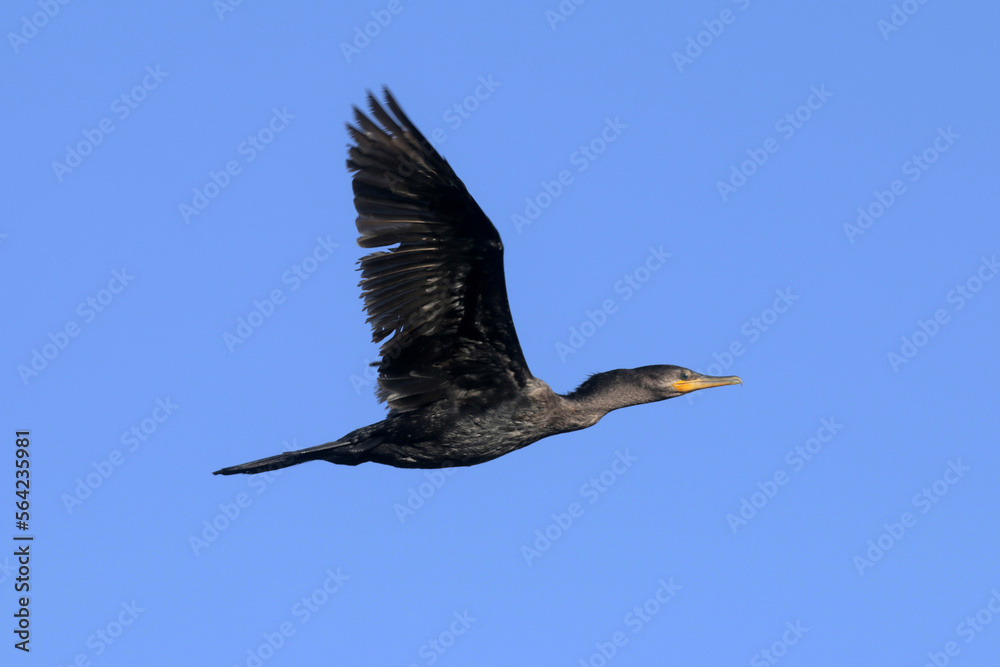 Obraz premium Nature Photo Cormorant Perfect Flight
