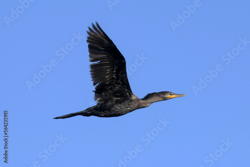 Nature Photo Cormorant Perfect Flight
