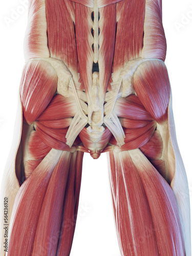 Konstfotografi 3D Rendered Medical Illustration of the deep muscles of the lower body
