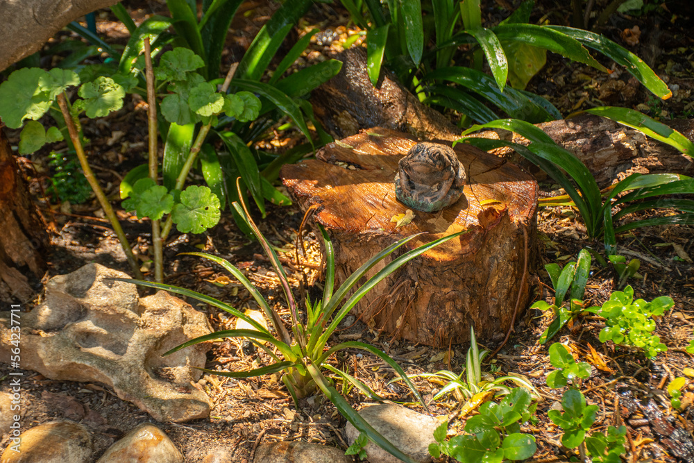 Garden Frog