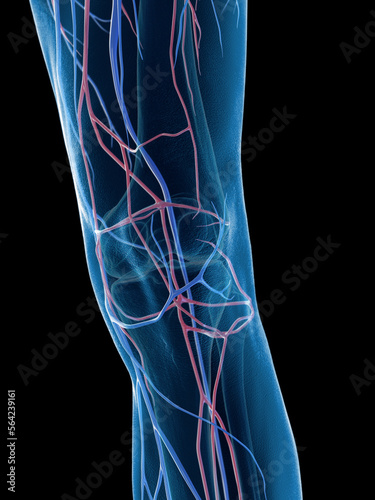 3D Rendered Medical Illustration of a man's knee veins photo