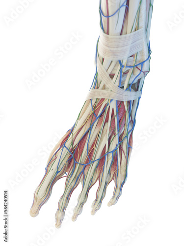 3D Rendered Medical Illustration of the structure of the foot photo