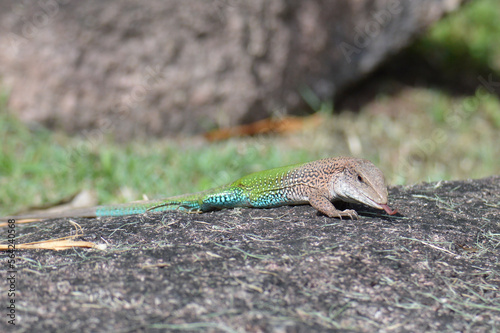 Ameiva ameiva, also known as the giant ameiva, green ameiva, South American ground lizard, or Amazon racerunner, photographed in the Amazon rainforest photo