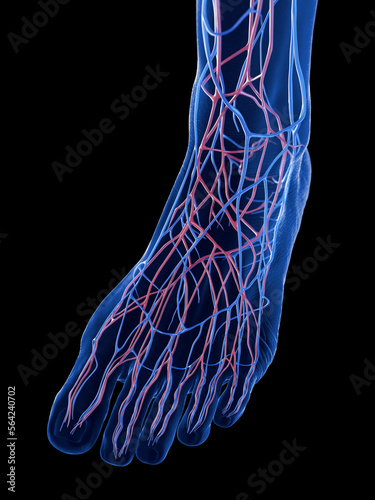 3D Rendered Medical Illustration of the veins of the foot