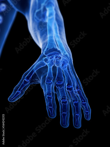 3D Rendered Medical Illustration of the bones of the hand