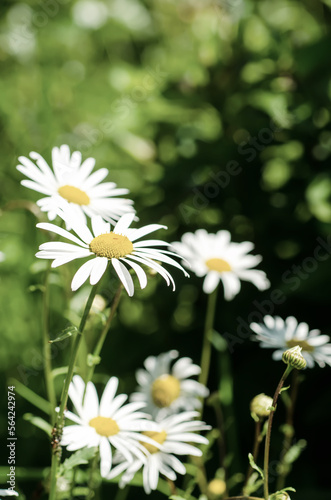 Wild camomile flowers