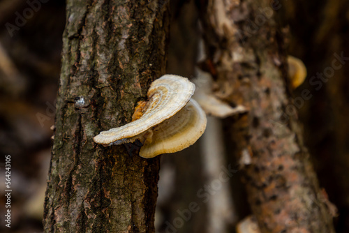 Round white polypore growing on a beech tree