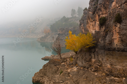 Swamp with fog and brown rocks with yellow tree