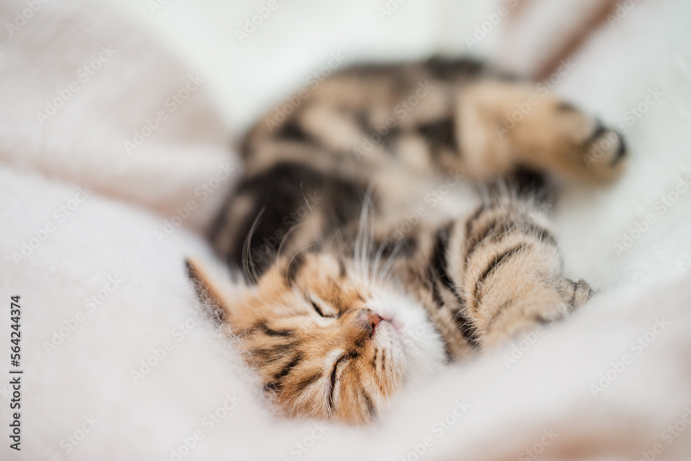 Katze schläft im Körbchen, Wohnungskatze