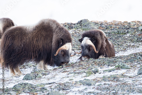 A herd of Musk ox walk and feed between the moss-covered rocks in Dovrefjell, Norway