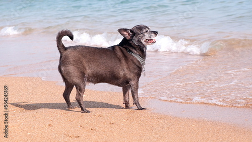 Happy chihuahua dog smiles on the shore of the sea beach. The dog walks along the beach and looks at the ocean with copyspace. Vacation and holiday concept with pets