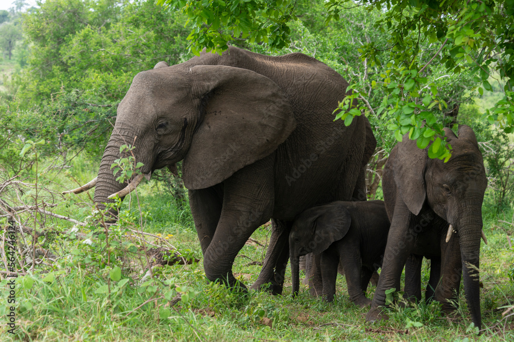 Éléphant d'Afrique, Loxodonta africana, Parc national Kruger, Afrique du Sud